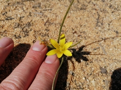 Romulea montana