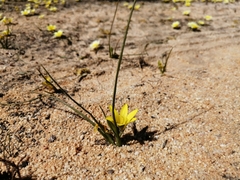 Romulea montana