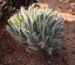 Gethyllis setosa