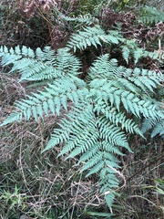 Pteridium pinetorum