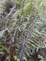 Blechnum novae-zelandiae