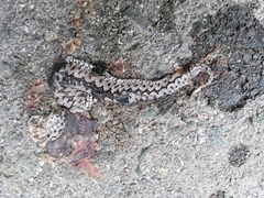 Vipera latastei