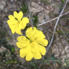 Hibbertia cistiflora
