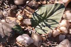 Pelargonium moniliforme