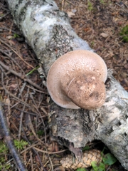 Fomitopsis betulina