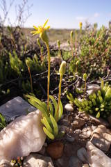 Senecio bulbinifolius