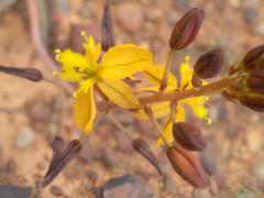 Bulbine succulenta