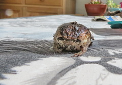 Breviceps rosei rosei