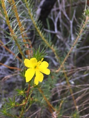 Hibbertia fasciculata