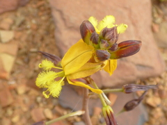 Bulbine succulenta