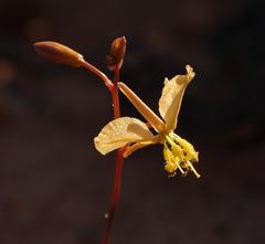 Bulbine bruynsii