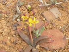 Bulbine succulenta