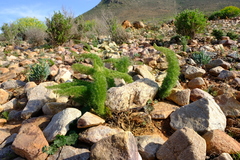 Asparagus juniperoides