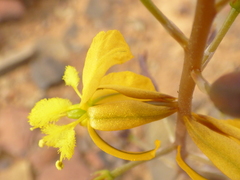 Bulbine succulenta