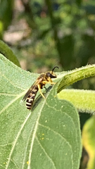 Halictus
