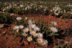 Monilaria chrysoleuca