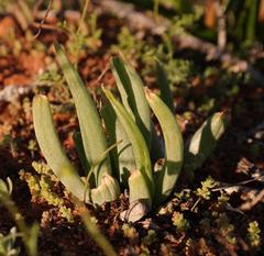 Bulbine wiesei