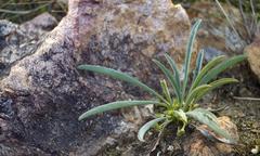 Euphorbia silenifolia