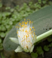 Haemanthus albiflos