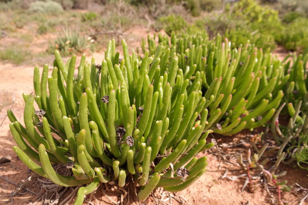 Monilaria polita L. Bolus