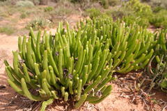 Monilaria chrysoleuca