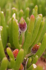 Monilaria chrysoleuca