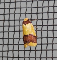 Heterallactis microchrysa