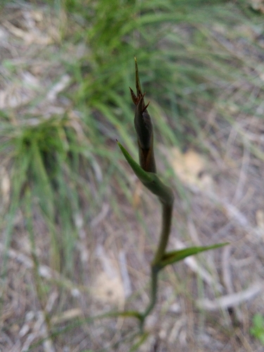 Image of Haemodorum spicatum by (c) Helium Luo, some rights reserved (CC BY)