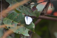 Belenois thysa thysa