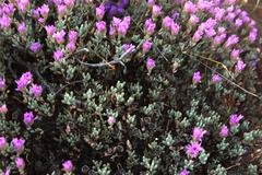 Lampranthus leptosepalus