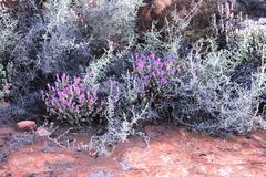 Lampranthus leptosepalus