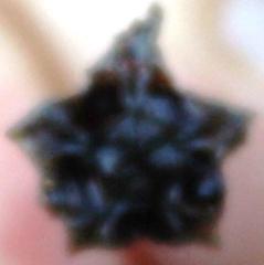 Lampranthus leptosepalus