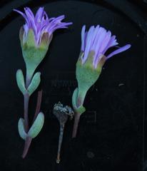 Lampranthus leptosepalus