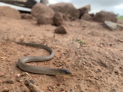 Delma inornata