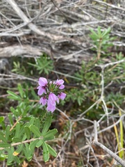 Tetratheca pilosa