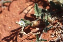 Convolvulus clementii