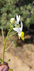 Nemesia anisocarpa