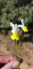 Nemesia anisocarpa