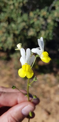 Nemesia anisocarpa