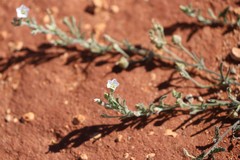 Convolvulus clementii