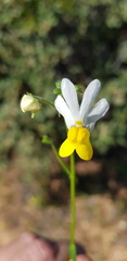 Nemesia anisocarpa