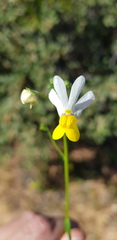 Nemesia anisocarpa
