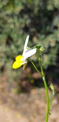 Nemesia anisocarpa