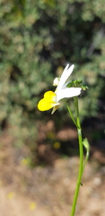 Nemesia anisocarpa