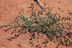 Convolvulus clementii