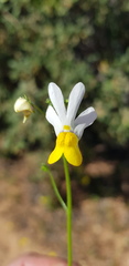 Nemesia anisocarpa