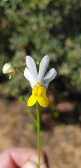Nemesia anisocarpa