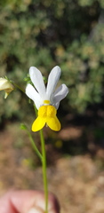 Nemesia anisocarpa
