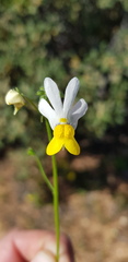 Nemesia anisocarpa
