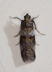 Conobathra hemichlaena